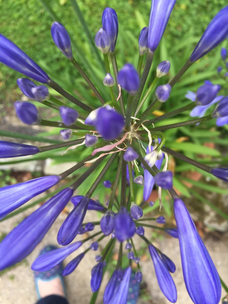 Agapanthus  by snowy