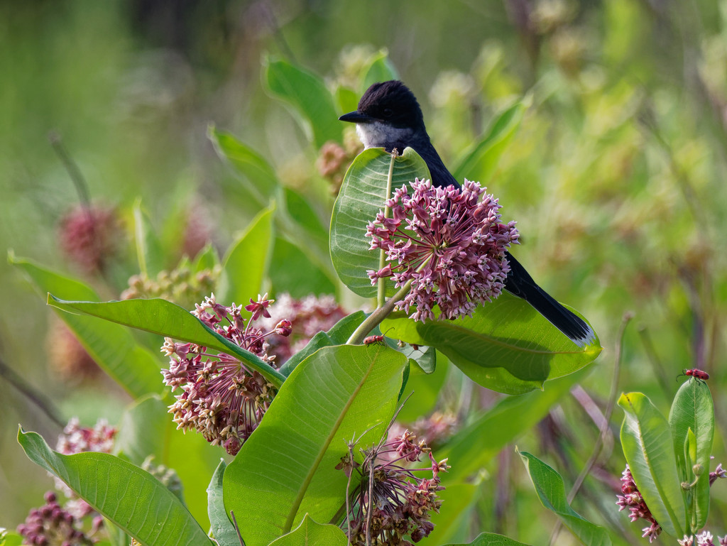 eastern kingbird and common milkweed by rminer