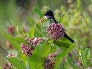 8th Jul 2020 - eastern kingbird and common milkweed