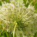 queen anne's lace by rminer