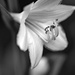 Hostas flower B&W by larrysphotos