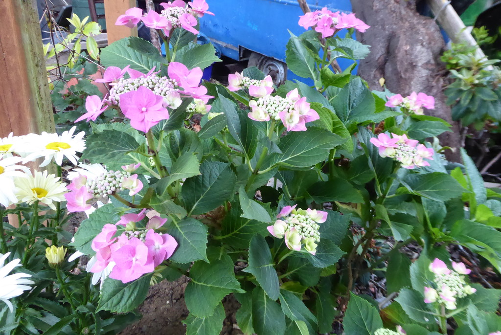 Hydrangea blooming more now! by speedwell
