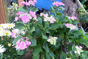 30th Jun 2020 - Hydrangea blooming more now!