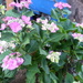 Hydrangea blooming more now! by speedwell