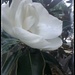 Magnolia musings by kaylynn2150