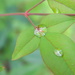 Raindrops on Nandina Leaf  by sfeldphotos