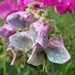 Faded Sweet Pea Blossom by meotzi