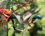 8th Jul 2020 - Hummingbird Series 1
