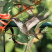 Hummingbird Series 1 by marylandgirl58