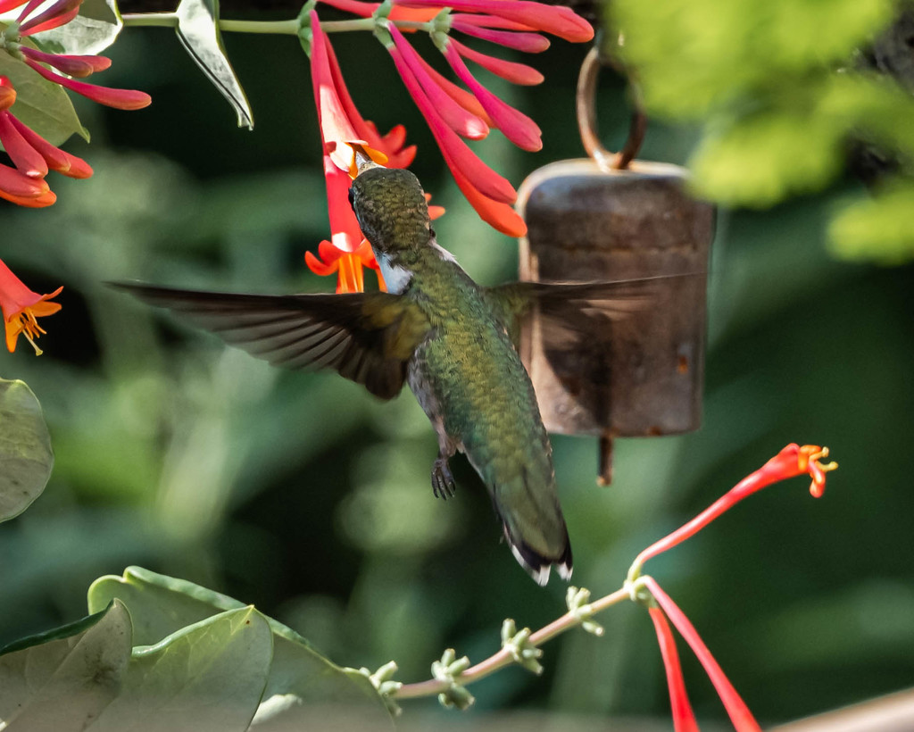 Hummingbird Series 3 by marylandgirl58