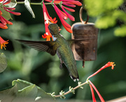 8th Jul 2020 - Hummingbird Series 3