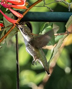 8th Jul 2020 - Hummingbird Series 2