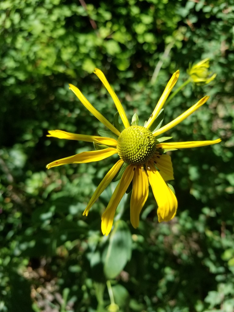Yellow flower by ranger1
