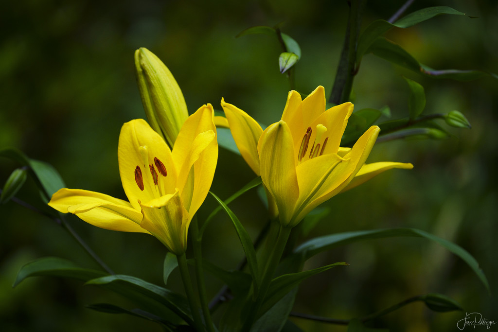Yellow Lilies by jgpittenger