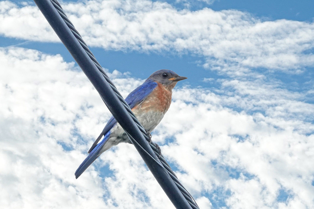 Guess This is a Bluebird Sort of Day by milaniet