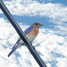Guess This is a Bluebird Sort of Day by milaniet