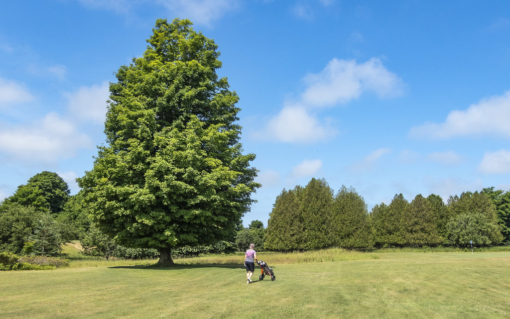 Big Tree, Little Golfer by taffy