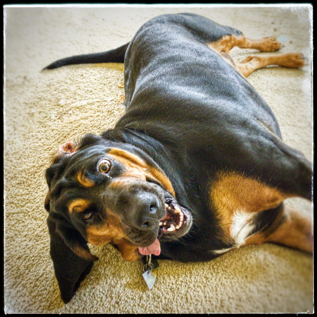 Schnozzle - such a goofy mutt by jeffjones