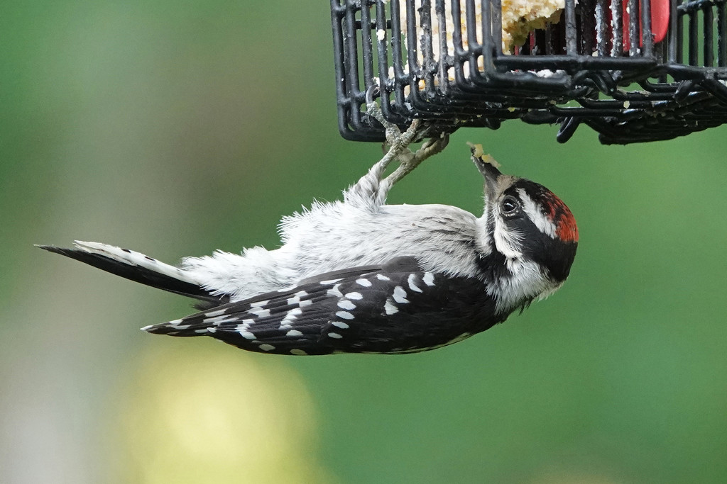 Young Downy Woodpecker by annepann
