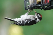 8th Jul 2020 - Young Downy Woodpecker
