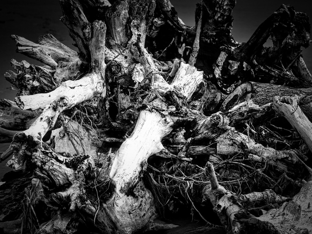 Black and white tree stump by suez1e