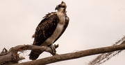 8th Jul 2020 - Osprey Baby Has Left the Nest!