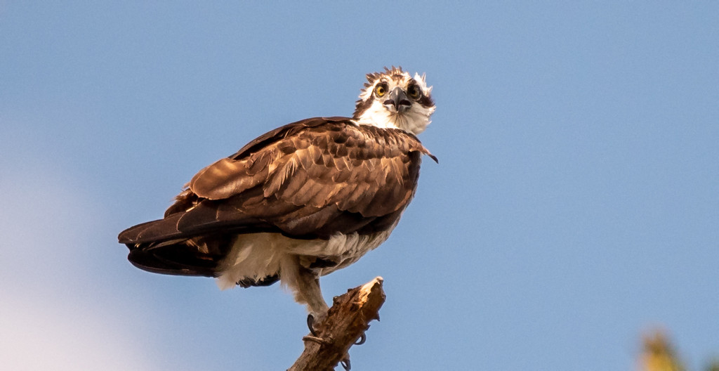 Osprey Mom Watching Out for the Baby! by rickster549