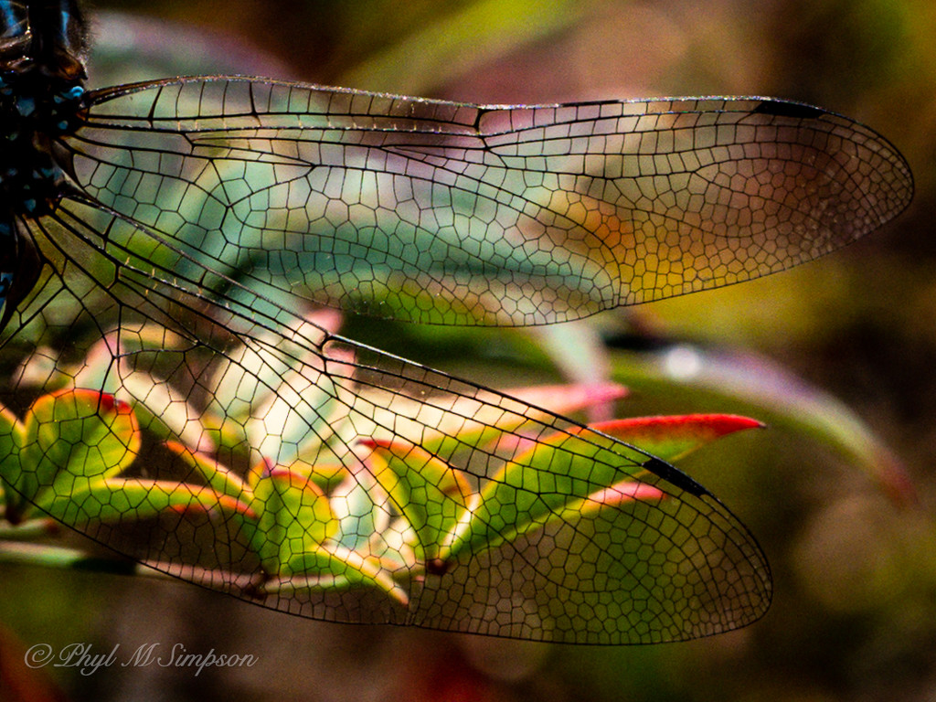 Natures' Un-Stained Glass Windows by elatedpixie