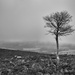 Lone Tree on Heartbreak Ridge by jamibann
