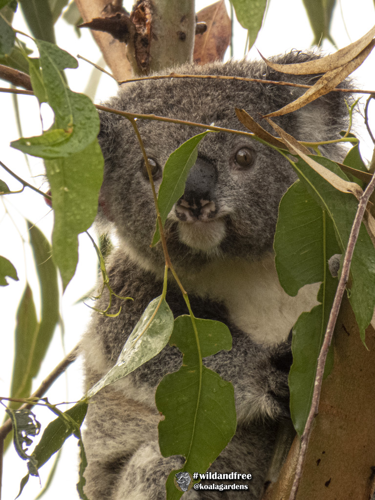 Koala Kindy - meet Khanum by koalagardens