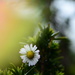 Tiny daisy.......... by ziggy77