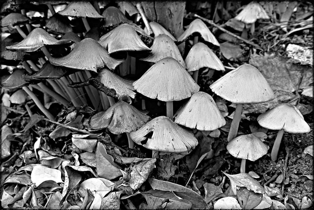 Umbrellas in the wood by lmsa