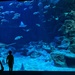 Big aquarium, small fishes.  by cocobella