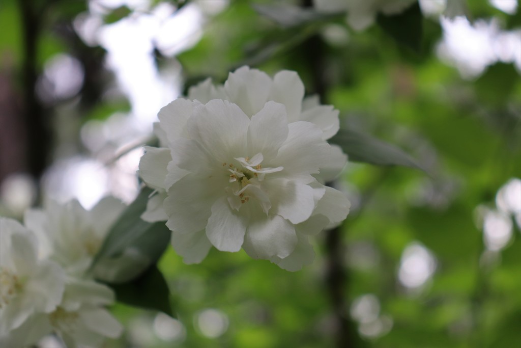 Jasmine is in bloom. by nyngamynga