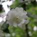 Jasmine is in bloom. by nyngamynga