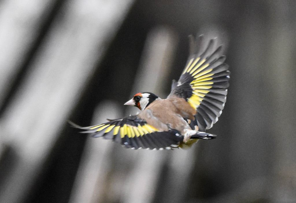 Goldfinch flash by stevejacob