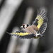Goldfinch flash by stevejacob