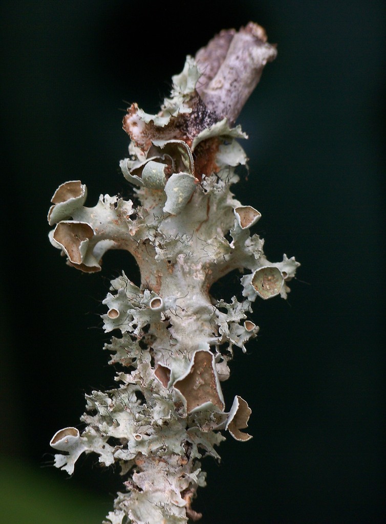 Another shot of Perforated Ruffle Lichen... by marlboromaam