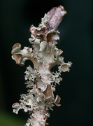 6th Jul 2020 - Another shot of Perforated Ruffle Lichen...
