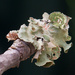 Perforated Ruffle Lichen by marlboromaam