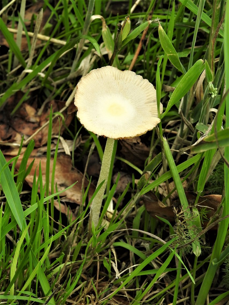 Toadstool by oldjosh