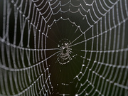 8th Jul 2020 - Spiderweb