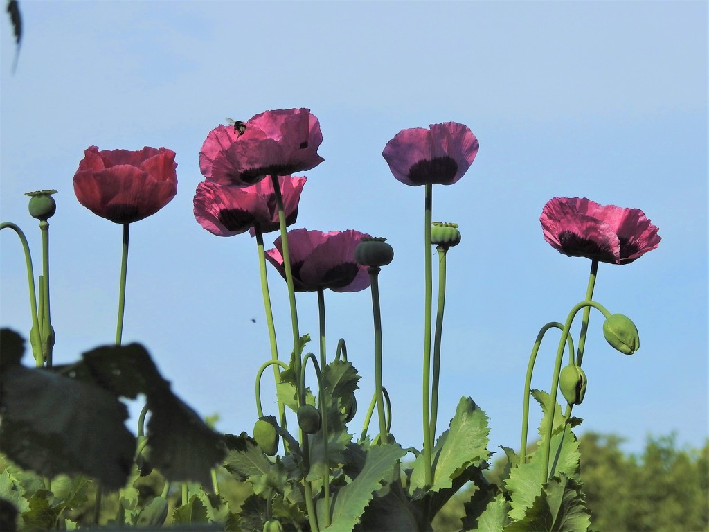 Poppies by oldjosh