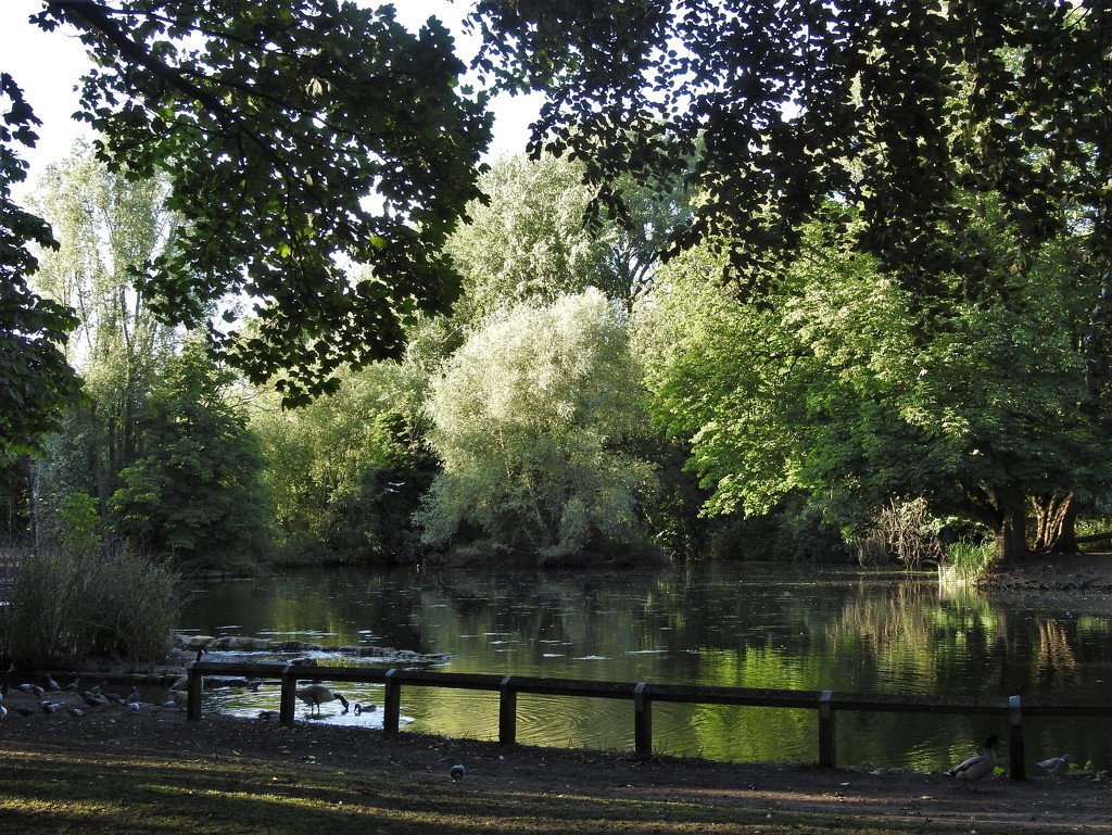 Vernon Park Pond  (1) by oldjosh
