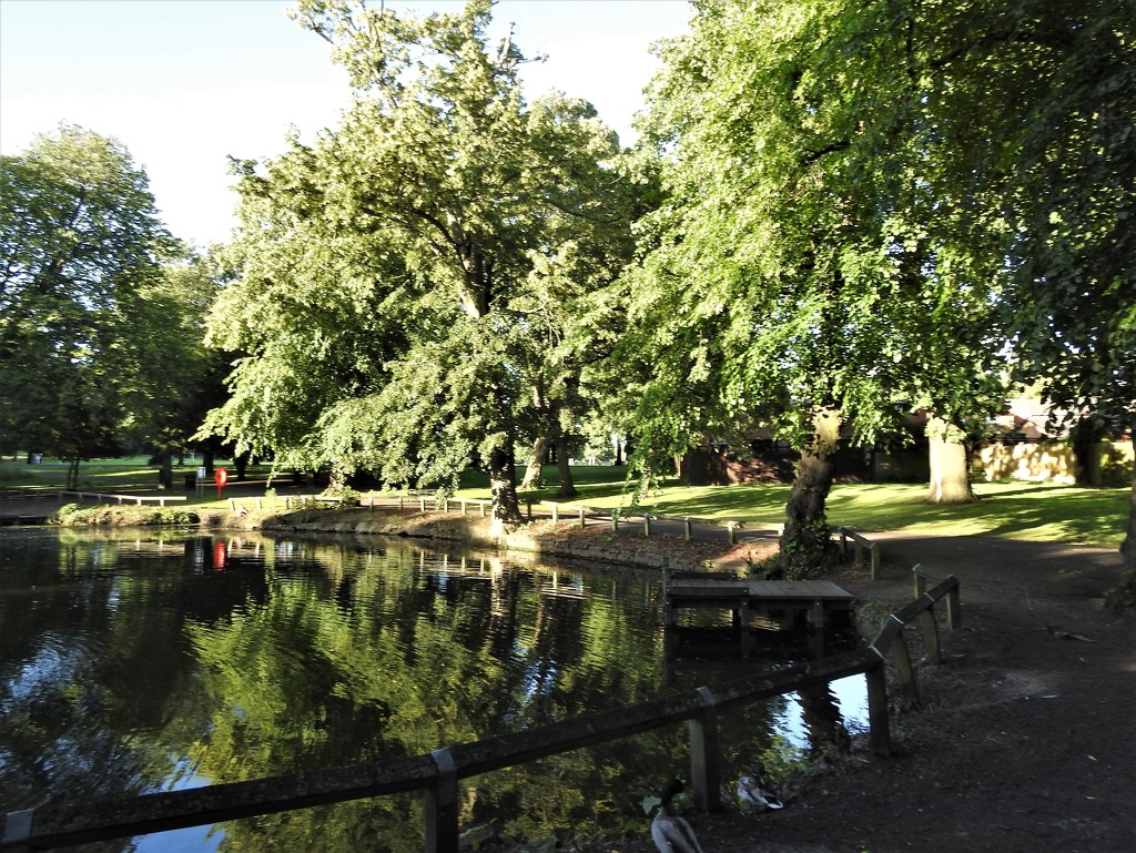 Vernon Park Pond  (2) by oldjosh