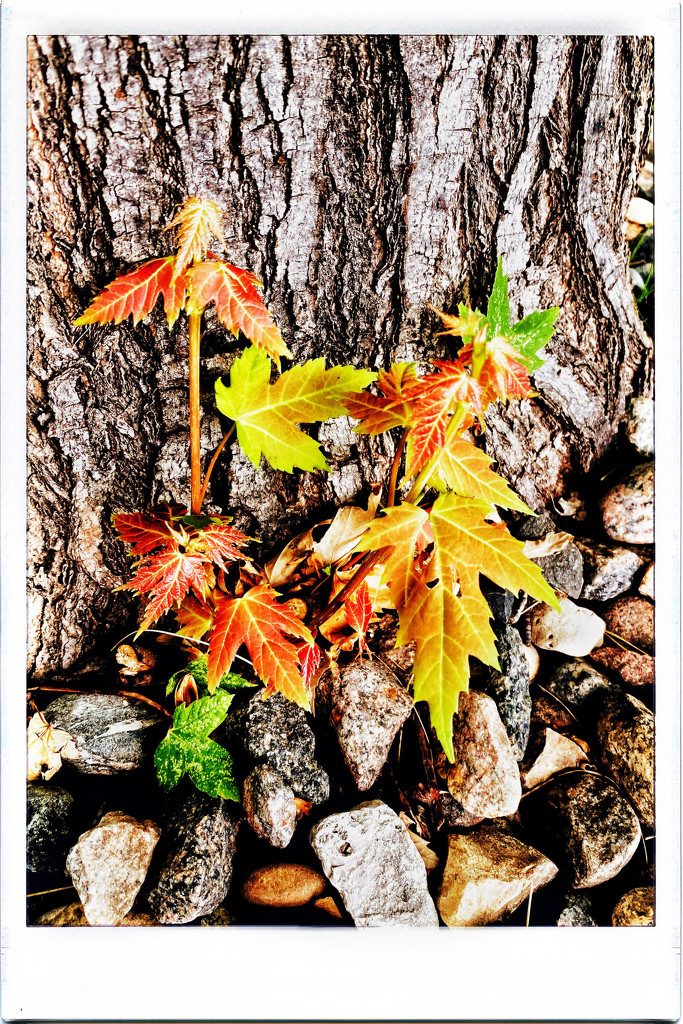 Small tree leaves by jeffjones