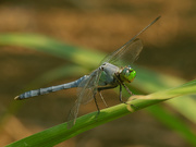 9th Jul 2020 - Eastern pondhawk dragonfly
