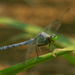 Eastern pondhawk dragonfly by rminer