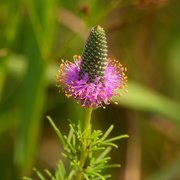9th Jul 2020 - purple prairie clover 