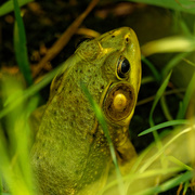 9th Jul 2020 - green frog 